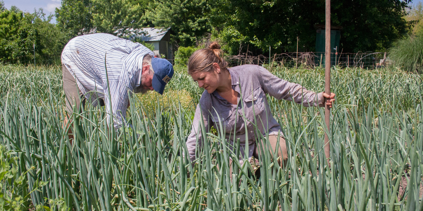 Image of man and woman harvesting onions with KC Food Circle Icon