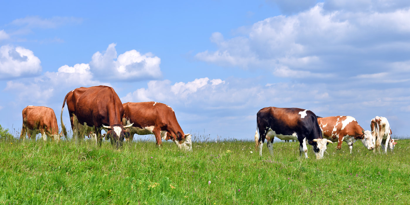 Image of green cows grazing in lush, grassy field, with blue sky and puffy clouds above them.