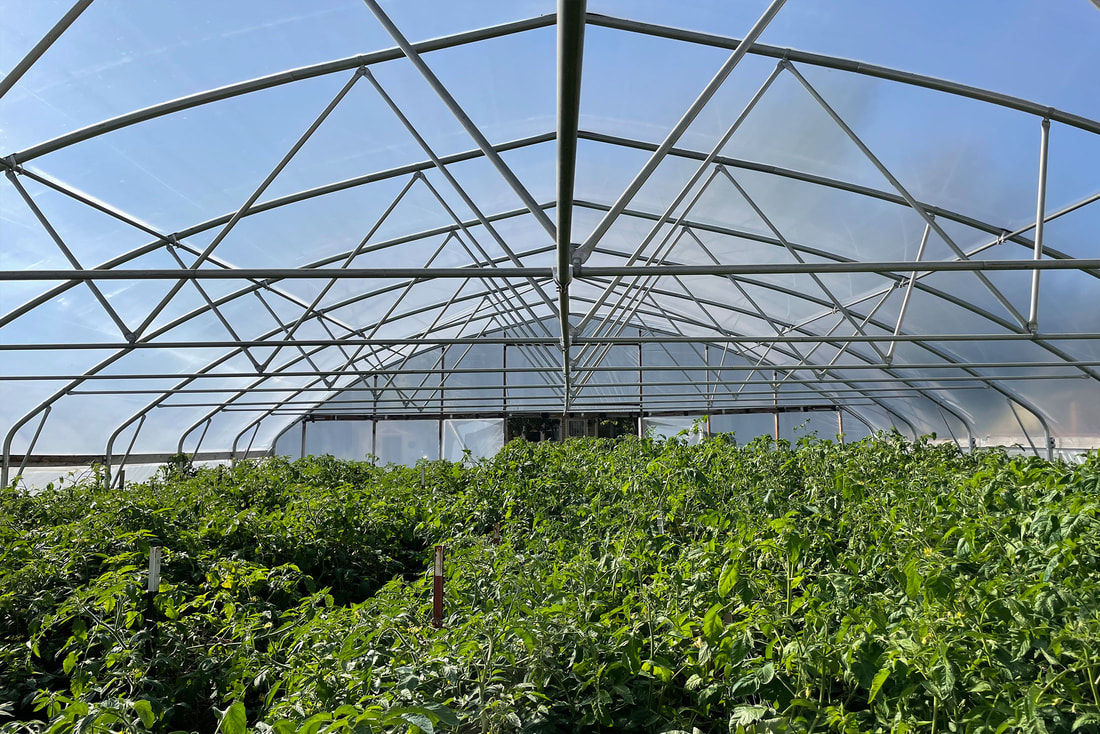 An image of plants growing inside a temporary greenhouse structure.