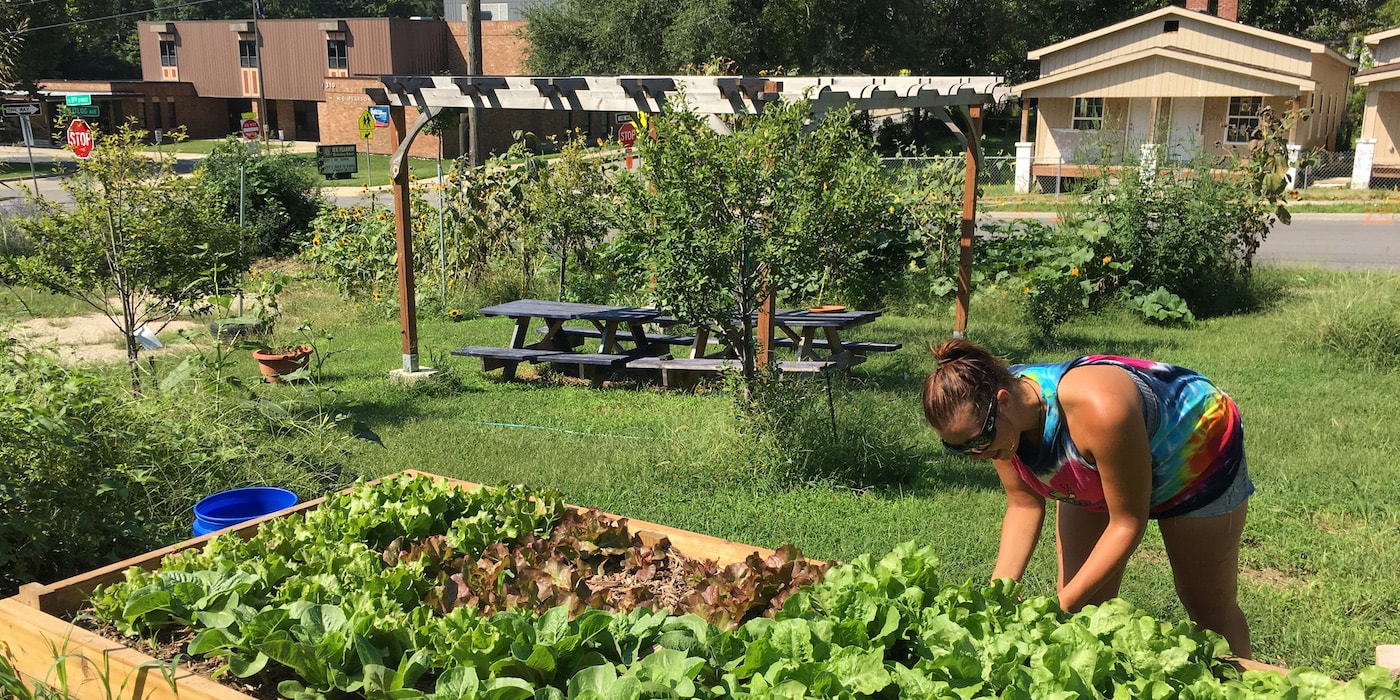A woman harvests lettuce from a raised garden bed. Picnic tables a school and houses are in the background.