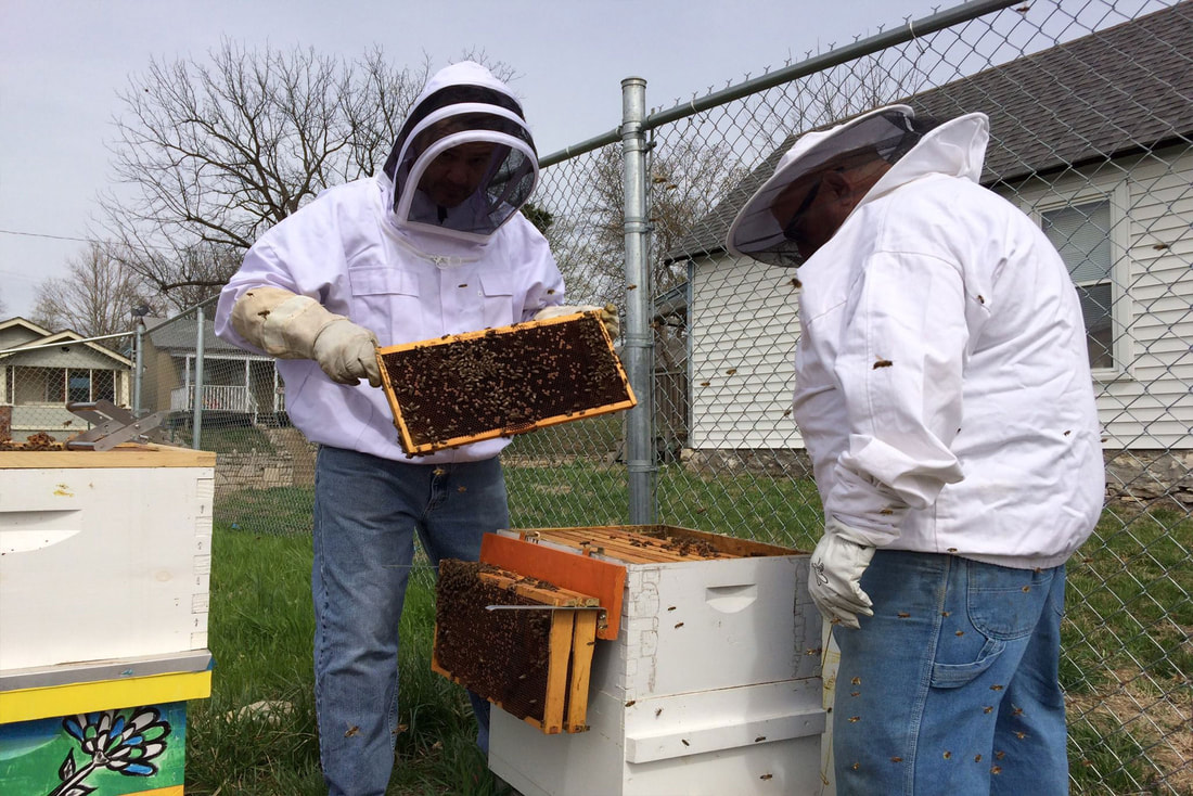 Two people pull trays of honey out of a beehive.