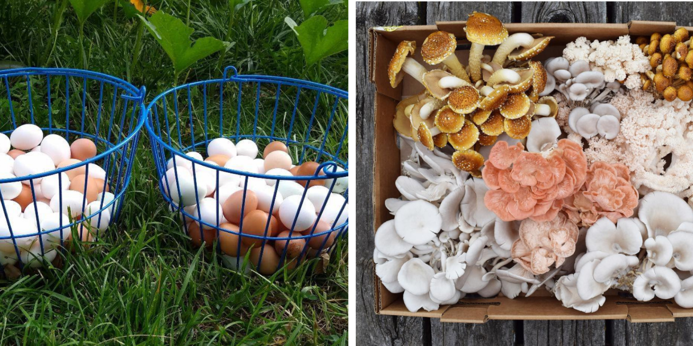 Two images of eggs in baskets and mushrooms in a box with KC Food Circle icon