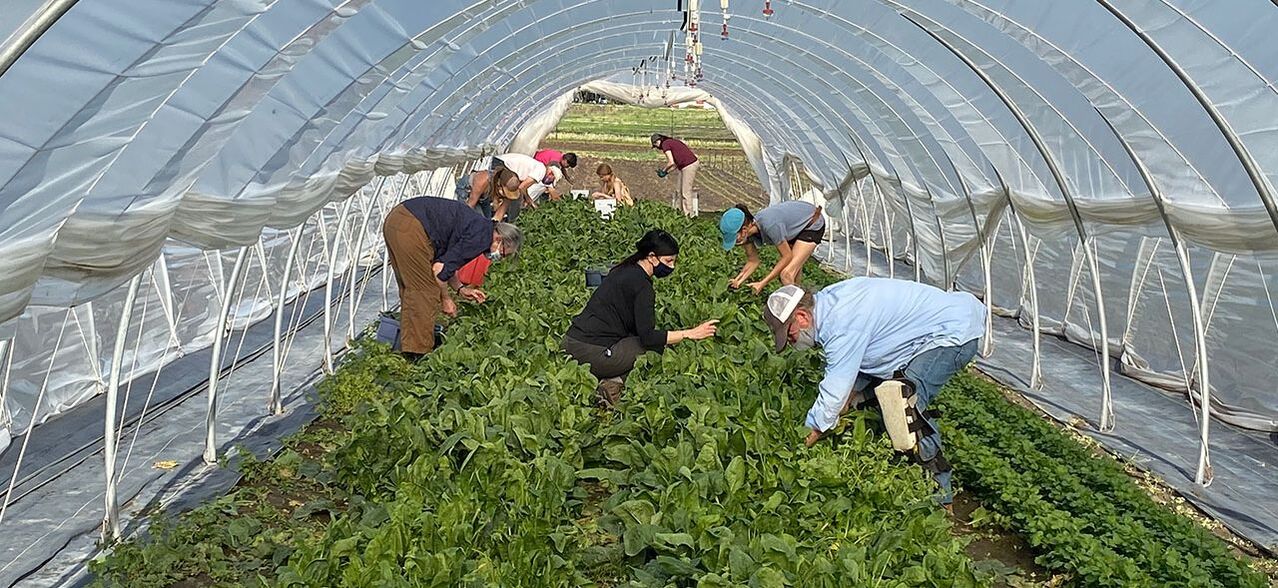 A group of people harvest greens and other vegetables inside a hoop house.