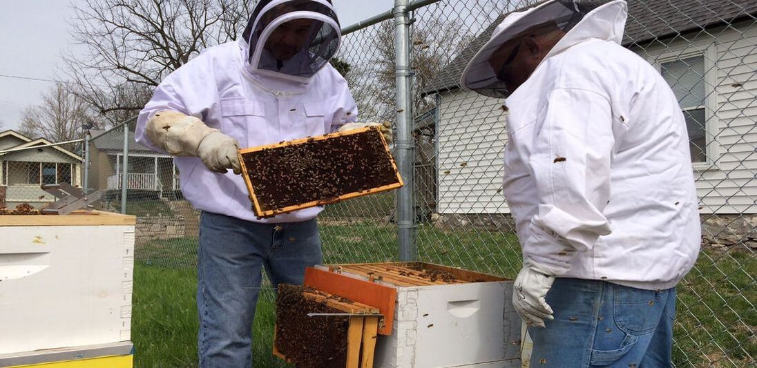 Two men in protective gear remove trays of honey from a bee hive.