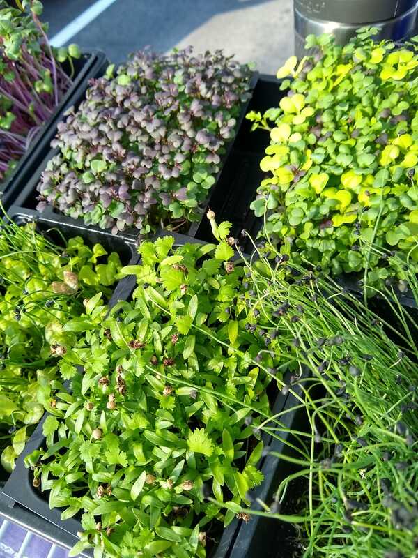 Image of microgreens growing in trays