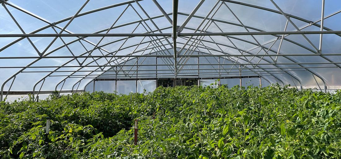 Image of plants growing inside a temporary greenhouse structure. 