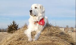Image of a white dog on top of a round hay bale in a field.