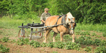 A farmer drives a tan draft horse pulling a farm implement through rows of vegetables.