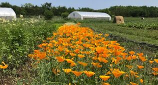 Row of orange poppies with temporary greenhouse structures in the background.