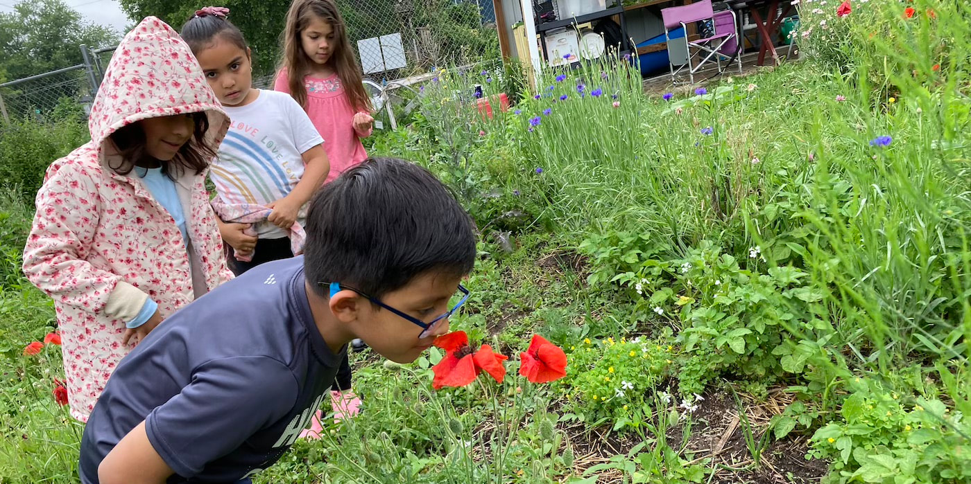 A boy leans over to smell a red poppy while three girls look on.